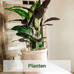Planten